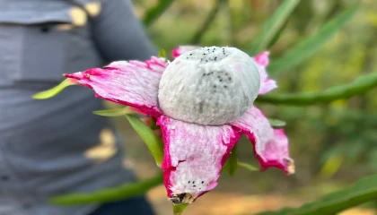 Türkiyenin tarım merkezinde ejder meyvesi hasadı başladı, kilosu 180 TLden alıcı buluyor