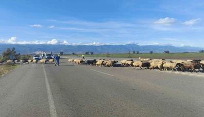 Yayladan dönen koyun sürüsünün geçişi için trafiğin durduğu kara yolunda korna sesi yerine çan sesi yankılandı