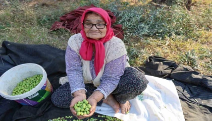 Zeytin hasadına asırlık ağaçlardan başlandı