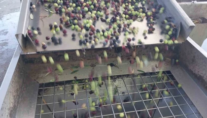 Zeytinin zahmetli yağ yolculuğu başladı