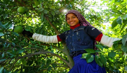 Adanada portakal hasadı başladı, 360 bin ton rekolte bekleniyor