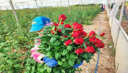 Adanada seralarda gül hasadı başladı