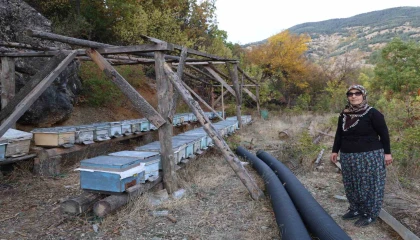 Adanada sıcaklık düşmeyince arılar kışlama için kovanlara girmedi