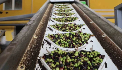 Adanada zeytinin yağ yolculuğu başladı