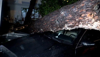 Antalyada yağmur ve şiddetli rüzgar 10 metrelik ağaç devrildi: iki araç ve bina zarar gördü
