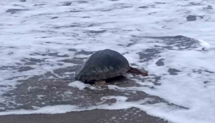 Antalyada yaralı bulunan Caretta caretta tedavisinin ardından yeniden özgürlüğe kavuştu