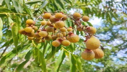 Bu ceviz yenmiyor, temizliyor, cildi güzelleştiriyor