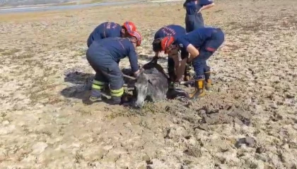 Çamura saplanan eşeği itfaiye ekipleri kurtardı