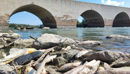 Ceyhan Nehrindeki toplu balık ölümlerinin nedeni ağır metal çıkmadı