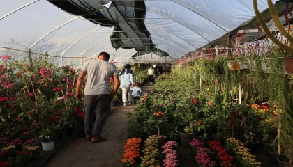 Çiçekçilerde Öğretmenler Günü yoğunluğu: Buket yerine saksı çiçekleri tercih ediliyor