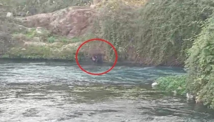 Düden Çayına düşen şahsı itfaiye ekipleri kurtardı