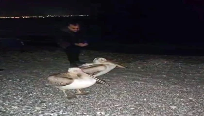 Dünyaca ünlü sahilde pelikan şaşkınlığı