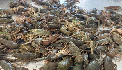 Eğirdir Gölünde Kerevit av yasağı başladı