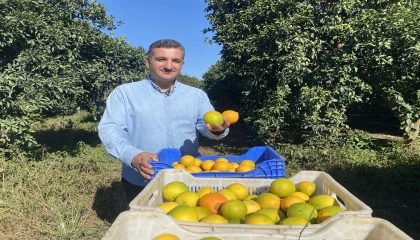 Finikede portakal sezonu başladı, 250 bin ton rekolte bekleniyor