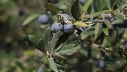 Hatayda 17 milyon 102 bin ağaçta, 201 bin ton zeytin rekoltesi bekleniyor