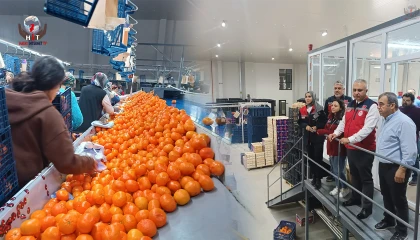 HATAY'DA TURUNÇGİL PAKETLEME İŞLETMELERİ DENETLENDİ