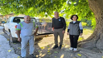 Hatayda yaralı leylek tedavi altına alındı