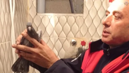 İskenderunda itfaiye ekiplerinden güvercin kurtarma operasyonu