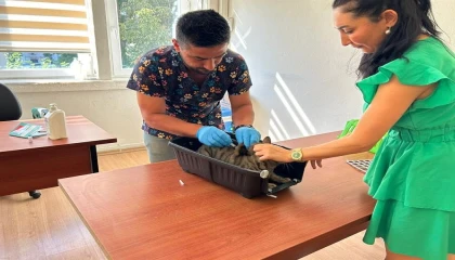 Kedi ve köpeklerin kimliklendirilmesi için son tarih 31 Aralık