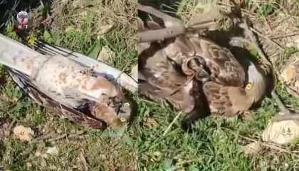 Korku dolu anlar: Yılanın boğazladığı kartalı kurtardı