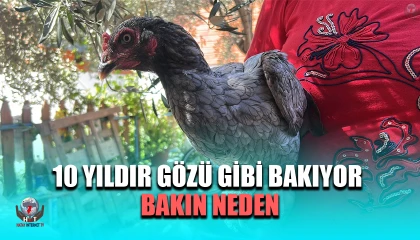 Kümesindeki 100 tavuk içerisinde mavi yumurtlayan 2 tavuğuna 10 yıldır gözü gibi bakıyor