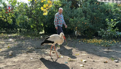 Kümeste tavuklarla birlikte yaşayan leylek, balıkla besleniyor