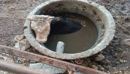 Kuyuya düşen ineği itfaiye kurtardı