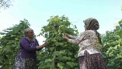 Mersinde atalık tohumlar gelecek nesillere aktarılıyor