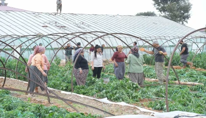 Mersinde fırtına ve hortum seralara zarar verdi