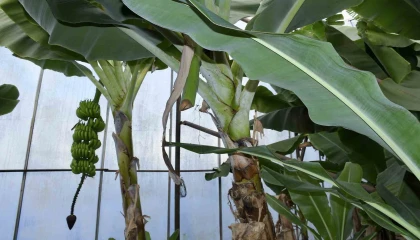 Mersinde ilginç hırsızlık: Hırsızlar muz ve avokado hasadı yaptı