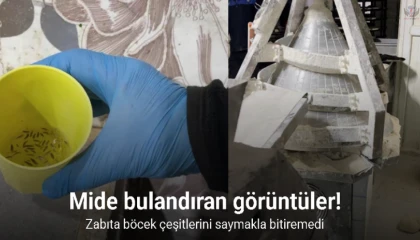 Mide bulandıran görüntüler, zabıta böcek çeşitlerini saymakla bitiremedi