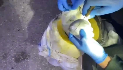 Osmaniyede bal kabağından uyuşturucu çıktı