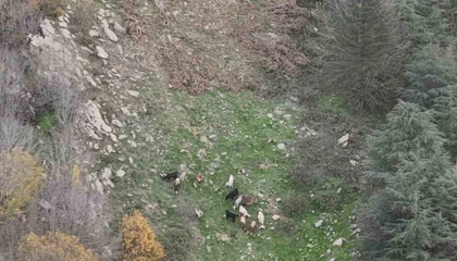 Osmaniyede kaybolan 15 koyun dron ile bulundu
