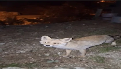 Osmaniyede meraklı tilki, Osmaniye kömbesini geri çevirmedi