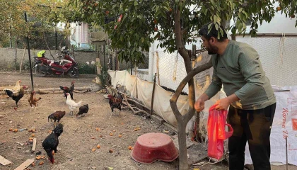 Sahibinin Yetiştirmek kolay değil dediği mavi yumurtlayan 5 tavuğu tişörtün içerisine koyarak çaldı