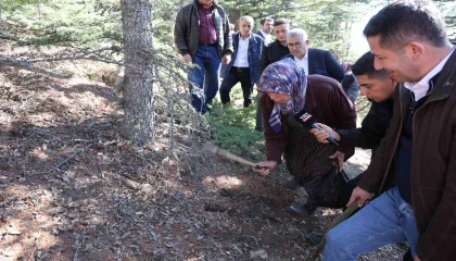 Sedir mantarının geleceği için uyarı: Her mantar toplanmaz