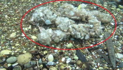 Sigara izmaritleri denizde pamuk tarlasına dönüştü