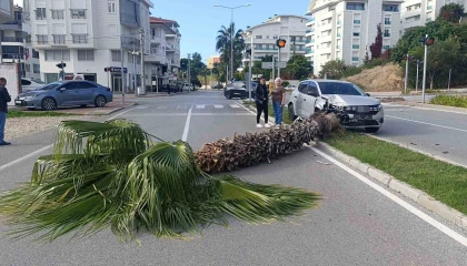 Şoförlük eğitimi yaparken refüjdeki palmiyeyi devirdi, kaza anı güvenlik kamerasına yansıdı