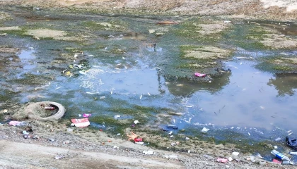 Sulama kanalındaki balıklar telef olmaya devam ediyor