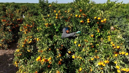 Tarım işçilerinin grevi mandalinayı dalında bıraktı: Kilosu 3 liraya kadar geriledi