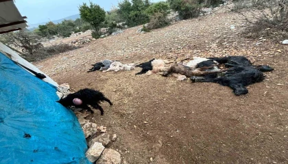 Yabani hayvan saldırısında 12 küçükbaş hayvan telef oldu