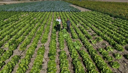 Yağmurların bereketi arttırdığı Amik Ovasında hasat edilen marul, 25 TLden alıcı buluyor