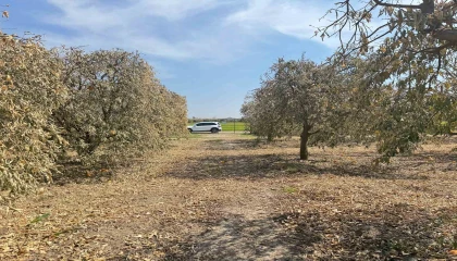 Yüreğir Ziraat Odası Başkanı Doğan: Greyfurt üreticileri de destek programına alınmalı