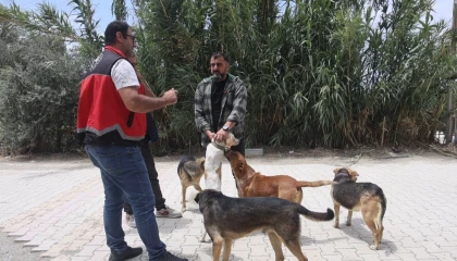 Adanada 2025te 3 bin 865 kedi ve 3 bin 577 köpeğe çip takıldı