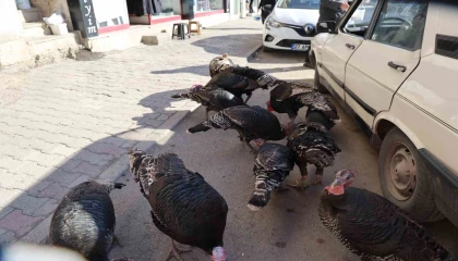 Adanada ilginç görüntü: Hindiler çarşıda gezdirilerek satılıyor