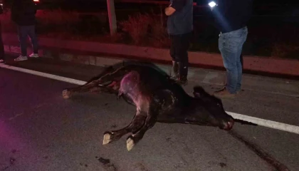 Ağıldan kaçan inek, araçların çarpması sonucu telef oldu