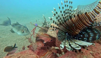 Akdenizde balıkların rekabeti: Kızıldenizden gelen balık türleri, yerli balıkları baskıladı
