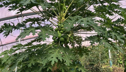 Alanya 40 bine yakın tropikal meyve üreticisiyle iç piyasa ihtiyacını karşılıyor