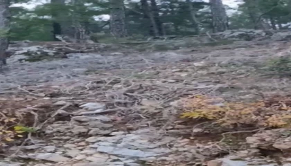 Alanyada yerleşim alanına yakın bölgede kurt görüntülendi