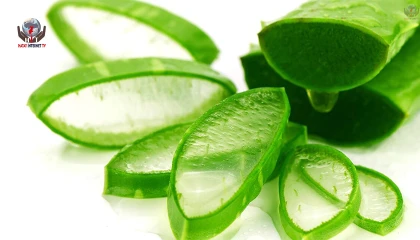 Aloe Vera Nedir?
